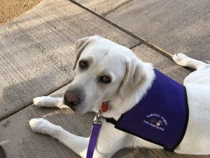Chief, a sire at My Lab Puppies the best Labrador Breeder in Arizona, is volunteering at Gabriel's Angels as a therapy dog.  He is wearing his purple service vest.