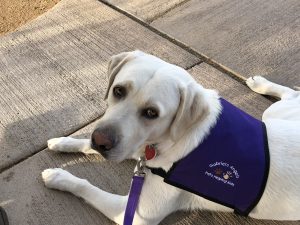 Service dog puppies for sales sale