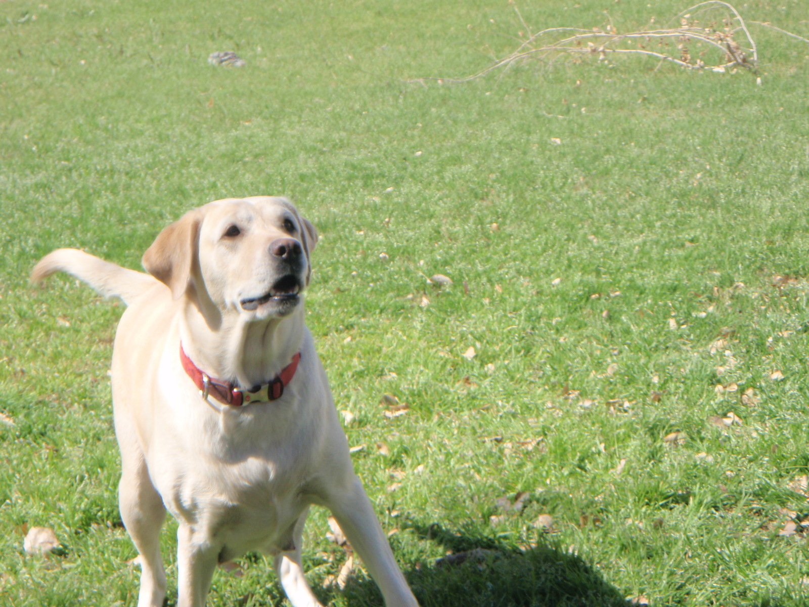 damyellowamericanfieldlabradortigerlilly My Lab Puppies