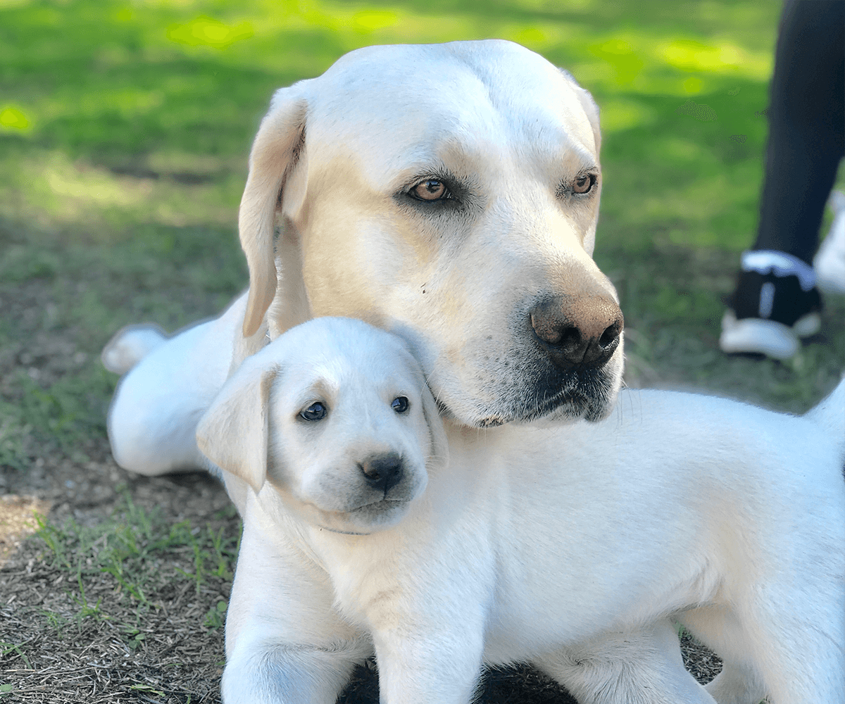 Top 92+ Images how much is a white labrador puppy Latest
