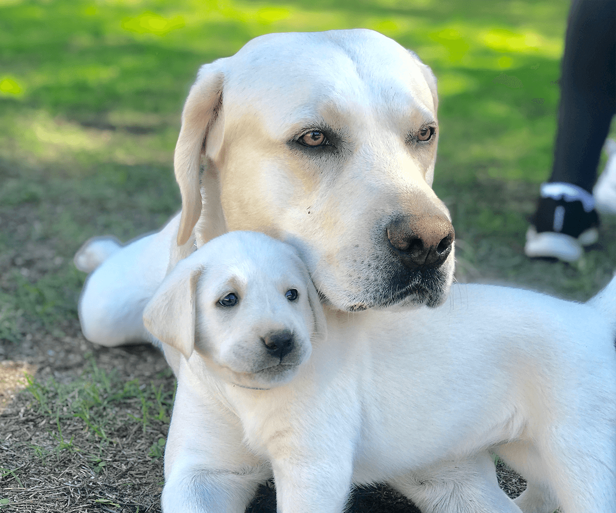 White Labrador Puppies For Sale My Lab Puppies