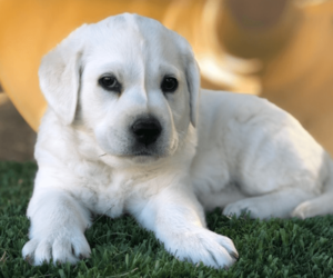An example of past white labrador puppies for sale, this one has a mini mohawk down her face.
