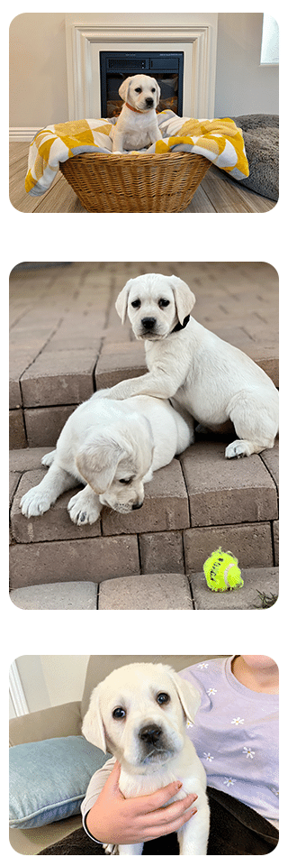 Fall 2022 White Lab Puppy Litter pictures, showing a white labrador puppy in a wicker basket, two puppies on brick steps with a tennis ball and a white lab puppy being cuddled.