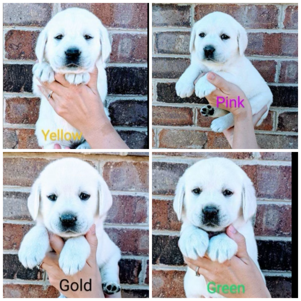 Collage of the four white lab puppies selected for this litter each being held up against a brick wall backdrop in human hands.