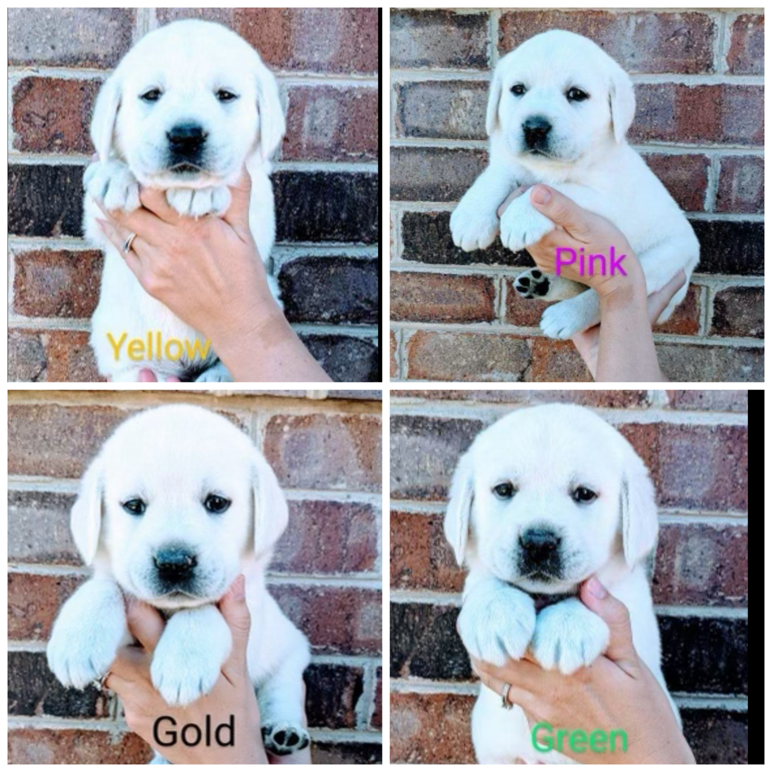 White Lab Puppies for Sale from Luna & Percy - My Lab Puppies