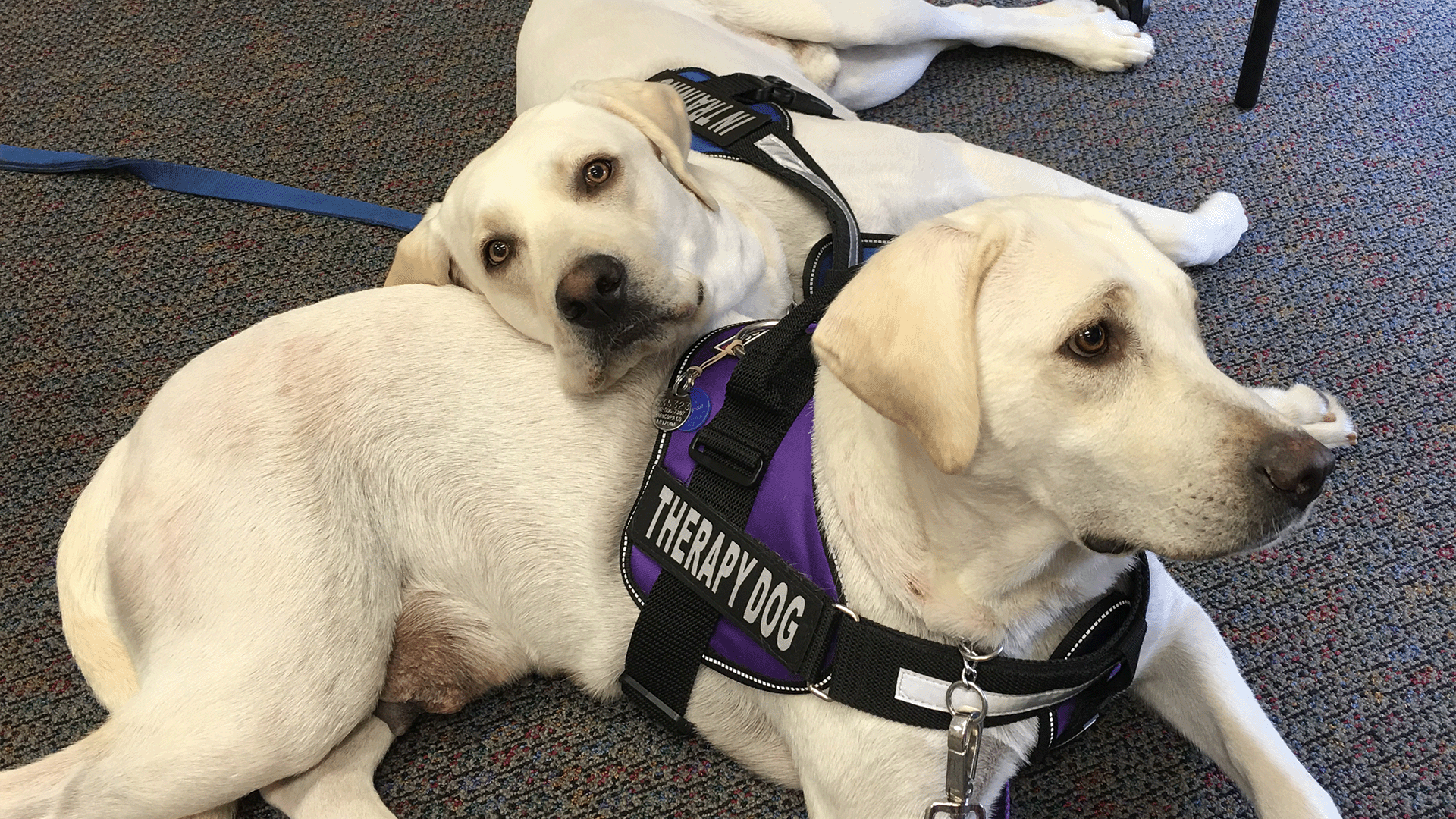 Two white therapy dogs in service vests bred by a Labrador Breeder in Arizona.