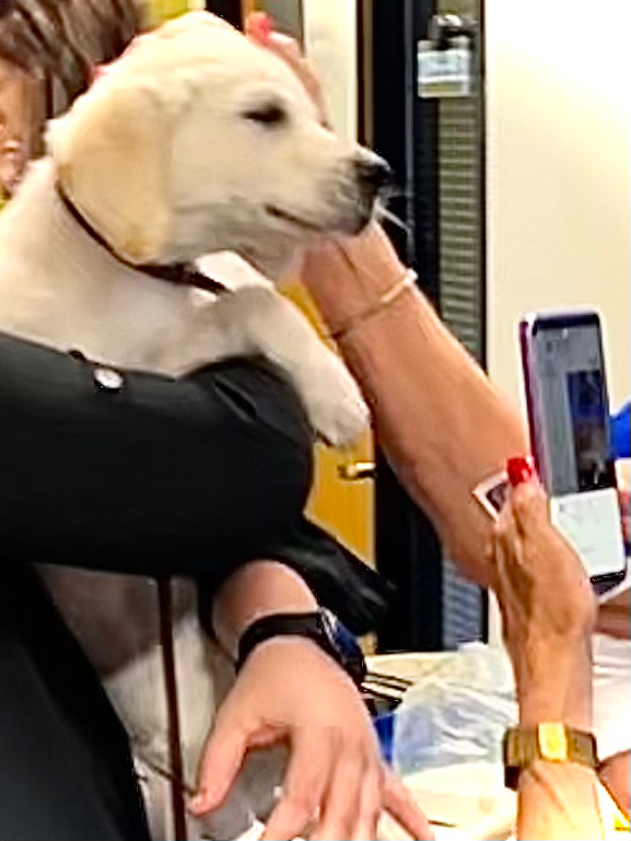 A white labrador from group of trained puppies doing therapy work.